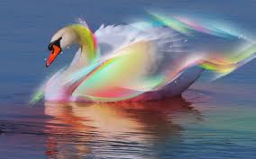 beautiful swan